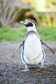 Move: African penguin (Spheniscus demersus) walking on