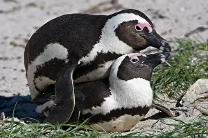 Jackass: African Penguins, formerly known as Jackass