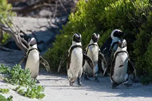 Jackass: African Penguins, formerly known as Jackass
