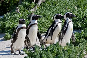Jackass: African Penguins, formerly known as Jackass