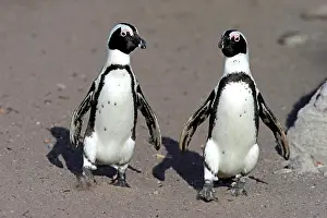 Demersus: Two African penguins (Spheniscus demersus), adult