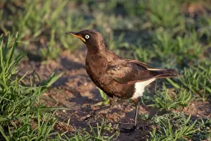 Lamprotornis: African Pied Starling