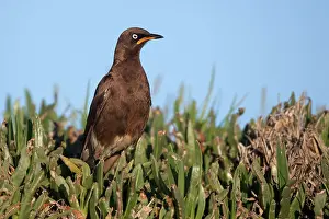 Lamprotornis: African Pied Starling