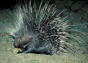 Hystrix: African Porcupine at night
