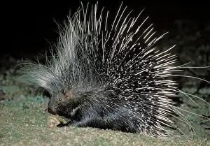 African Porcupine - at night