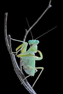 Mantis: African praying mantis (Sphodromantis lineola) on