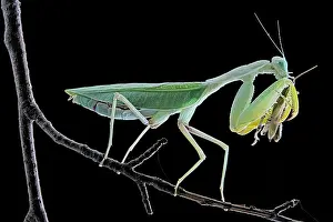 Mantis: African praying mantis (Sphodromantis lineola) feeding