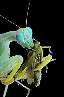 Mantis: African praying mantis (Sphodromantis lineola) feeding