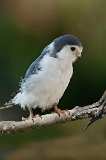 Pigmy: African pygmy falcon