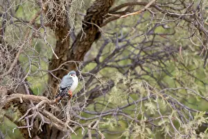 Semitorquatus: African Pygmy Falcon