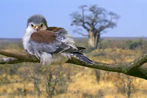 Falcon: African pygmy falcon (Polihierax semitorquatus)