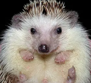 Albiventris: African Pygmy Hedgehog - a domesticated form of