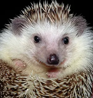 Albiventris: African Pygmy Hedgehog - a domesticated form of