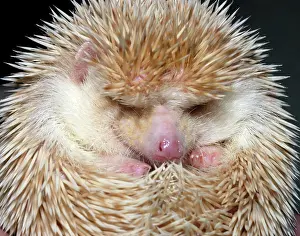 Blonde: African Pygmy Hedgehog - a domesticated form of