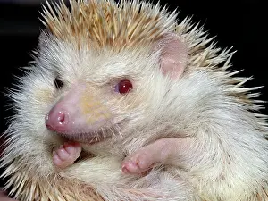 Blonde: African Pygmy Hedgehog - a domesticated form of