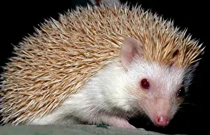 Blonde: African Pygmy Hedgehog - a domesticated form of