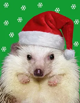 110418: African Pygmy Hedgehog, wearing Christmas hat Digital