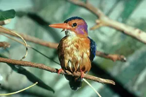 Alcedinidae: African Pygmy Kingfisher
