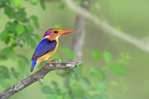 Picta: African Pygmy-kingfisher