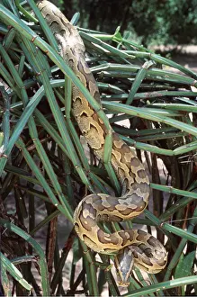 Python: AFRICAN PYTHON