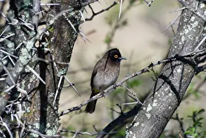 Bulbul: African Red-eyed Bulbul