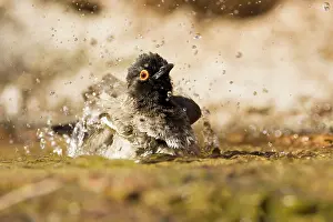 Bulbul: African Red Eyed Bulbul - Bathing in a puddle