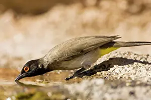Bulbul: African Red Eyed Bulbul - Drinking from a puddle