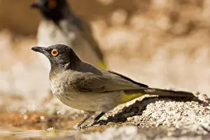 Bulbul: African Red Eyed Bulbul - Drinking from a puddle