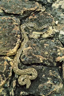 Sebae: African Rock Python