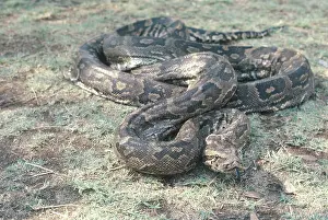 Pythons: African rock python