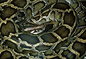 Sebae: African Rock Python - coiled up