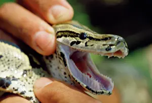 Fangs: African Rock Python - showing teeth