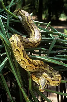 Sebae: African Rock Python - on vegetation