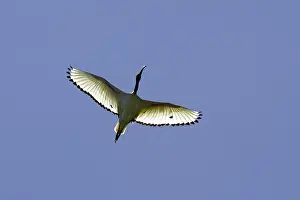 Threskiornis: African sacred Ibis