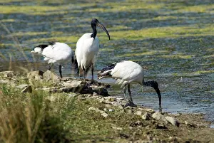 Threskiornis: African Sacred Ibis