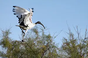 Threskiornis: African Sacred Ibis