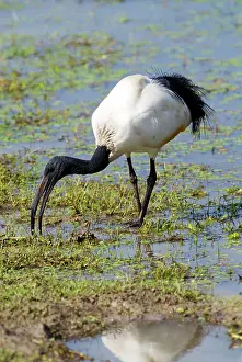 Threskiornis: African Sacred Ibis foraging at edge of pan