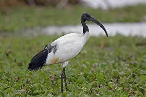 Threskiornis: African Sacred Ibis Lake Naivasha, Kenya
