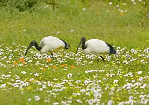 Threskiornis: African Sacred Ibis - pair feeding in flowery pasture