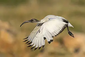 Oman: African sacred ibis (Threskiornis aethiopicus)