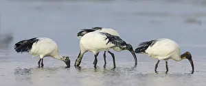 Oman: African sacred ibis (Threskiornis aethiopicus)