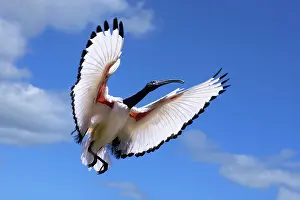 Ibis: African Sacred Ibis (Threskiornis aethiopicus) in