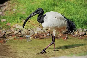 Ibis: African sacred ibis (Threskiornis aethiopicus) or