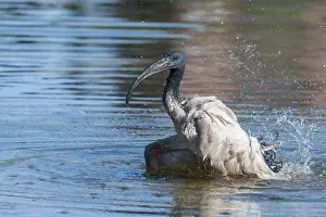 Cities: African Sacred Ibis (Threskiornis aethiopicus) bathing