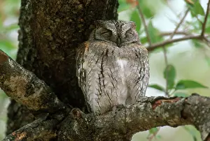Senegalensis: African Scops Owl
