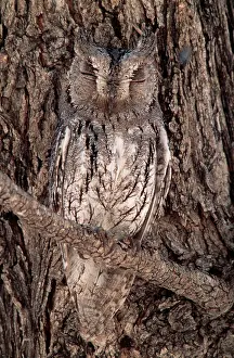 Defence: African Scops OWL - perfectly camouflaged against