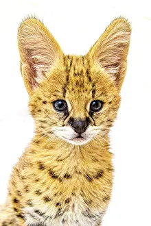 Curious: An African serval kitten poses for a close-up