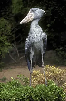 Balaeniceps: African Shoebill Stork