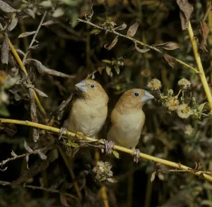 Cagebird: African Silverbills couple