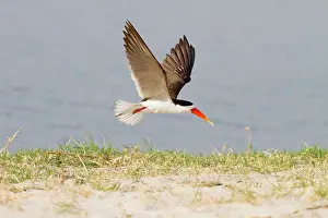 Rynchops: African Skimmer